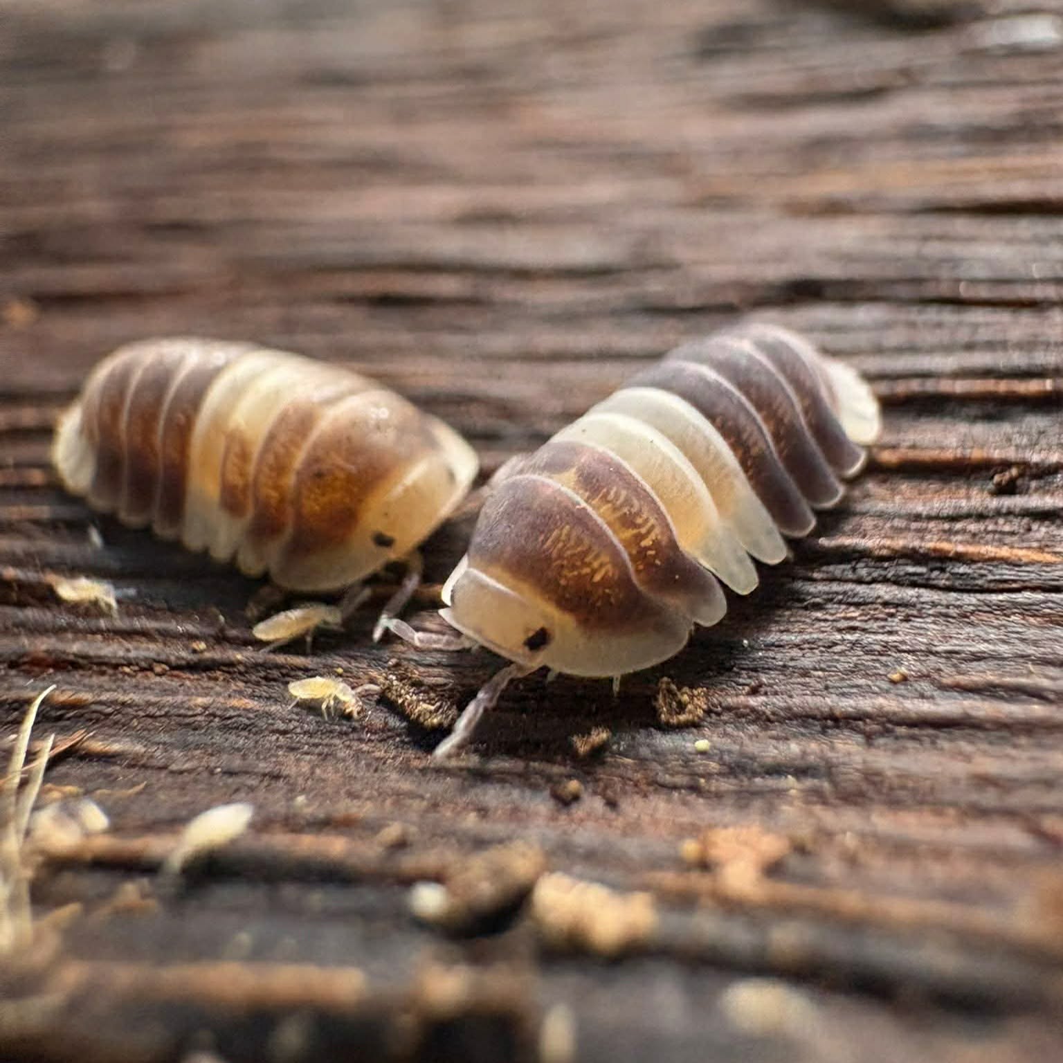 ไวท์แพนด้า