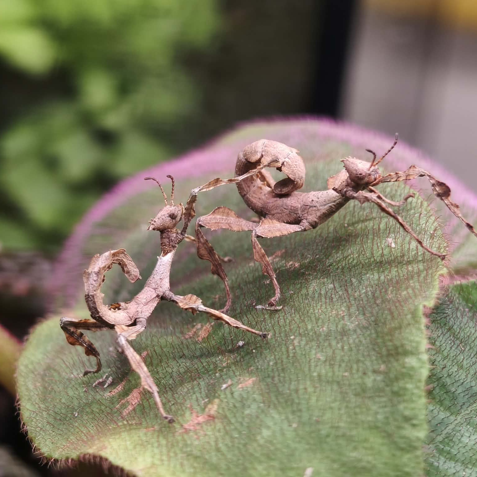 ตั๊กเเตนกิ่งไม้ ออสเตรเลีย